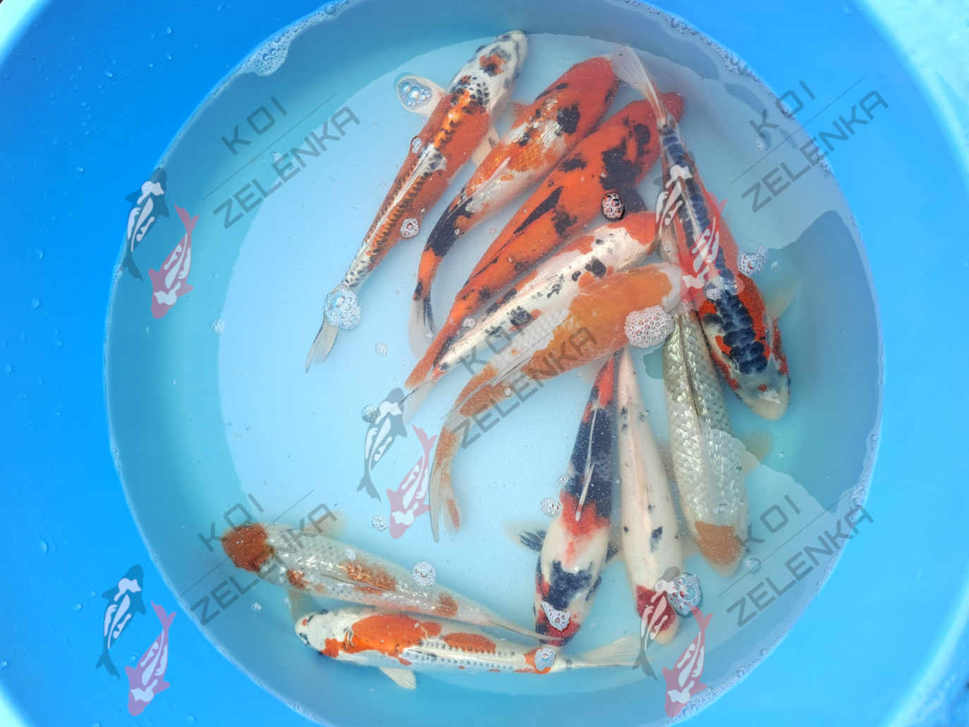 Koi - mix